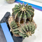 Gymnocalycium friedrichii cluster | Imported Cactus | Rare Succulent