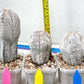 Rare Cactus Type 1 | Myriostigma | Imported Cactus | Rare Succulent