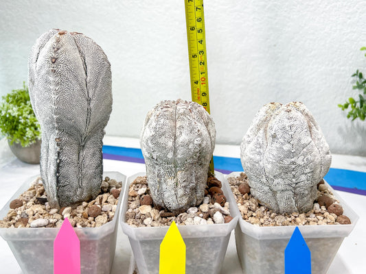 Rare Cactus Type 1 | Myriostigma | Imported Cactus | Rare Succulent