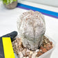 Rare Cactus Type 1 | Myriostigma | Imported Cactus | Rare Succulent