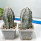 Rare Cactus Type 2 | Imported Cactus | Rare Succulent