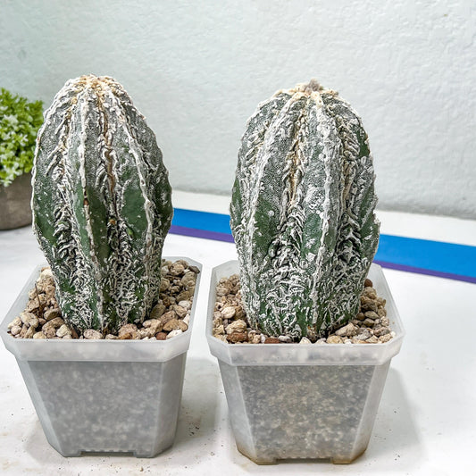 Rare Cactus Type 2 | Imported Cactus | Rare Succulent