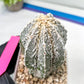 Rare Cactus Type 2 | Imported Cactus | Rare Succulent