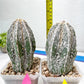 Rare Cactus Type 2 | Imported Cactus | Rare Succulent