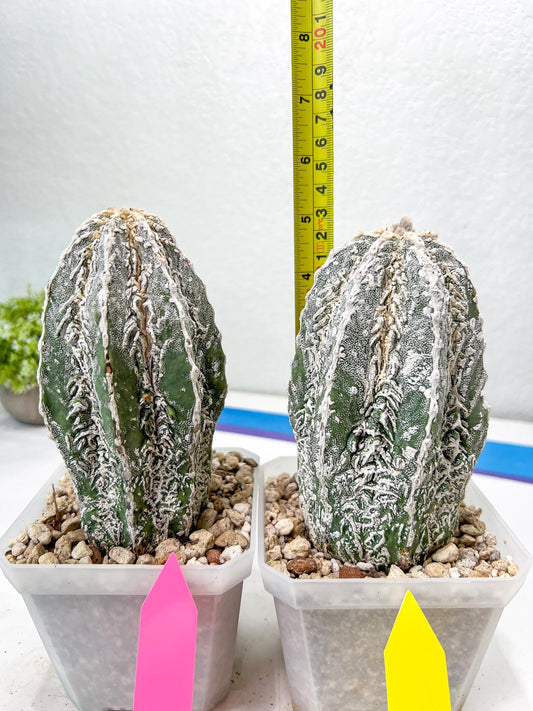 Rare Cactus Type 2 | Imported Cactus | Rare Succulent
