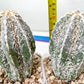 Rare Cactus Type 2 | Imported Cactus | Rare Succulent