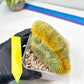 Vatricania guentheri cristata| Imported Cactus | Rare Succulent