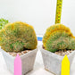 Vatricania guentheri cristata| Imported Cactus | Rare Succulent