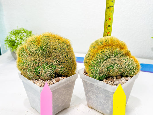 Vatricania guentheri cristata| Imported Cactus | Rare Succulent