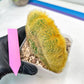 Vatricania guentheri cristata| Imported Cactus | Rare Succulent