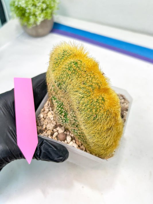 Vatricania guentheri cristata| Imported Cactus | Rare Succulent