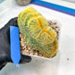 Vatricania guentheri cristata| Imported Cactus | Rare Succulent