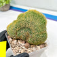 Vatricania guentheri cristata| Imported Cactus | Rare Succulent