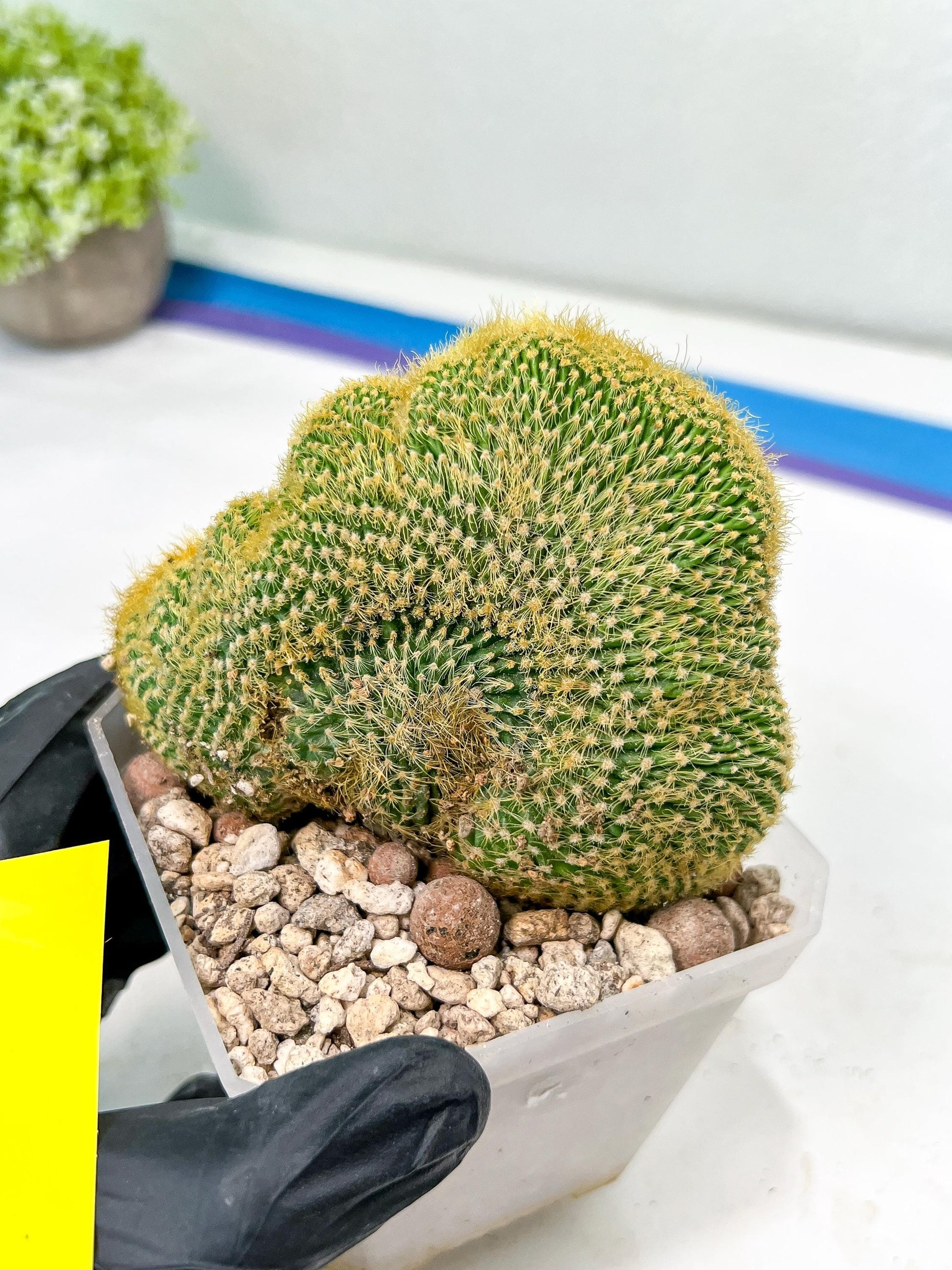 Vatricania guentheri cristata| Imported Cactus | Rare Succulent
