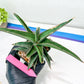 Sansevieria lavranos (pink/yellow) | Imported Plants