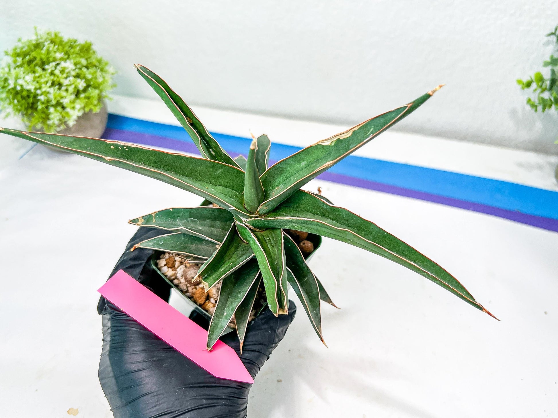 Sansevieria lavranos (pink/yellow) | Imported Plants