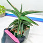 Sansevieria lavranos (pink/yellow) | Imported Plants