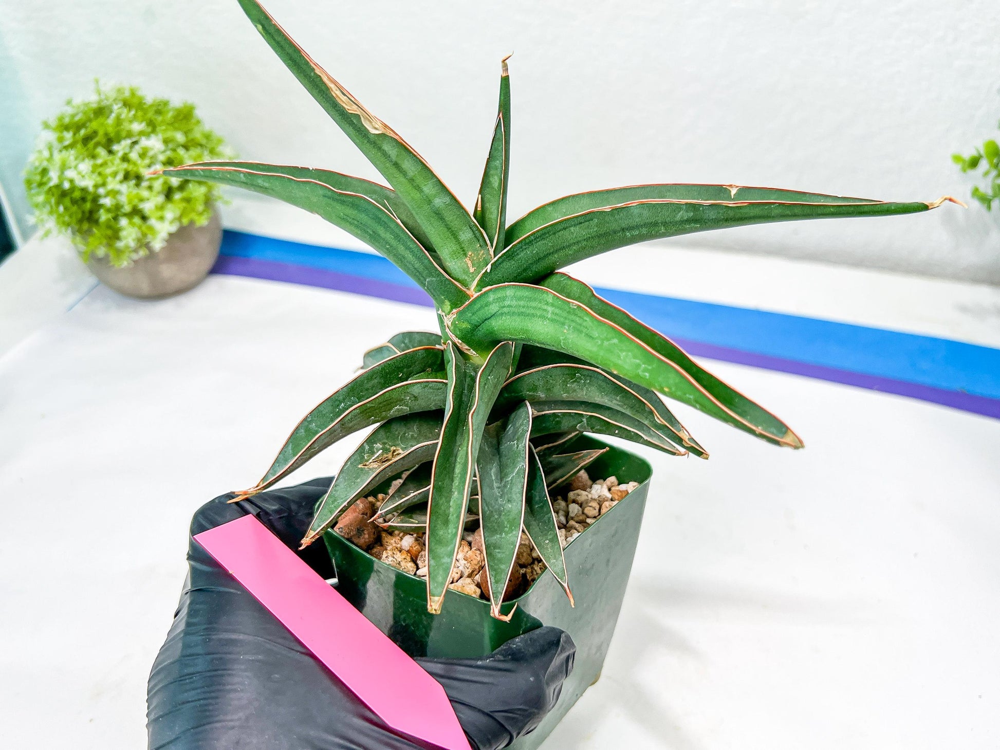 Sansevieria lavranos (pink/yellow) | Imported Plants