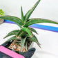 Sansevieria lavranos (pink/yellow) | Imported Plants