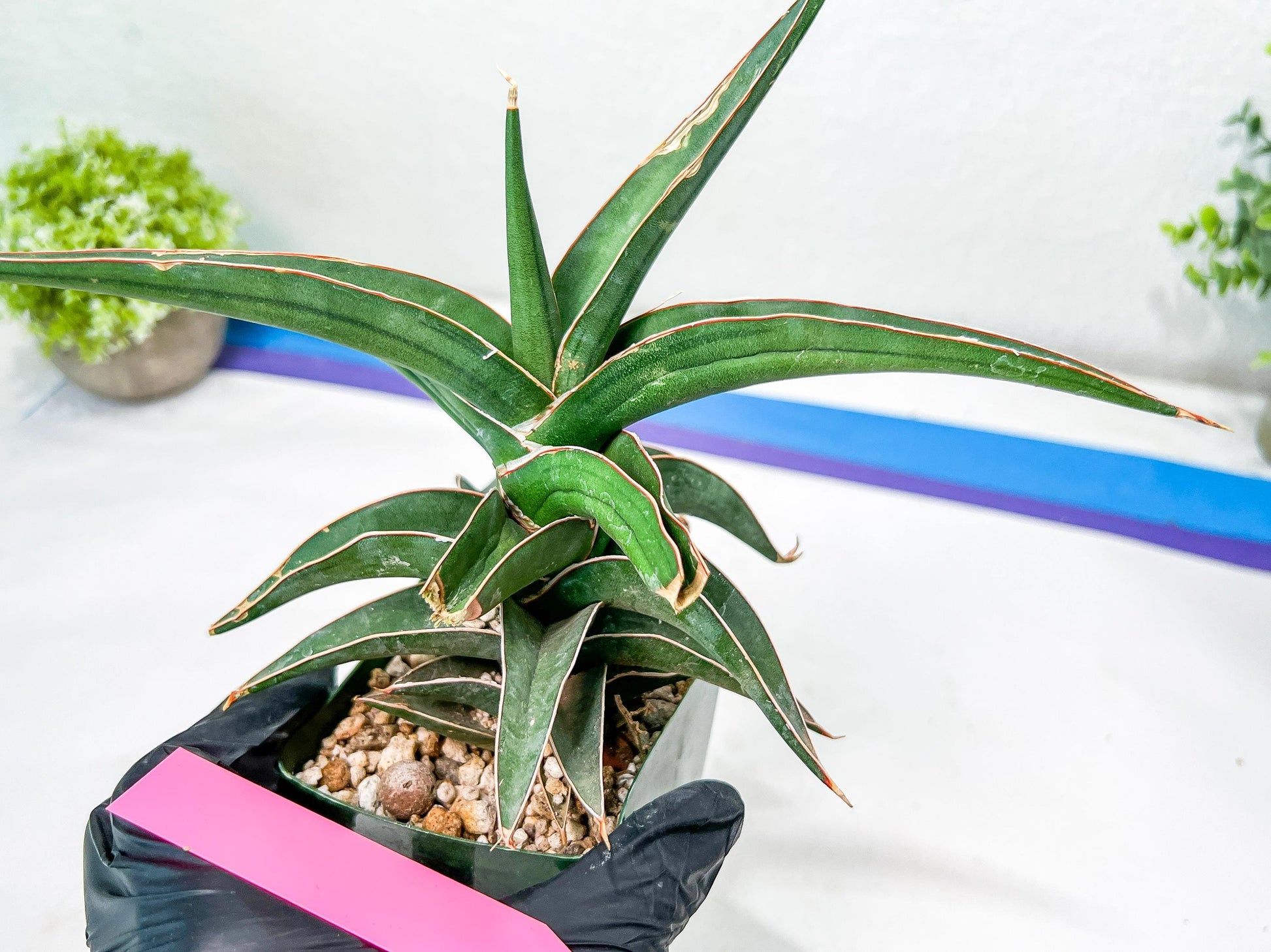 Sansevieria lavranos (pink/yellow) | Imported Plants