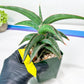 Sansevieria lavranos (pink/yellow) | Imported Plants