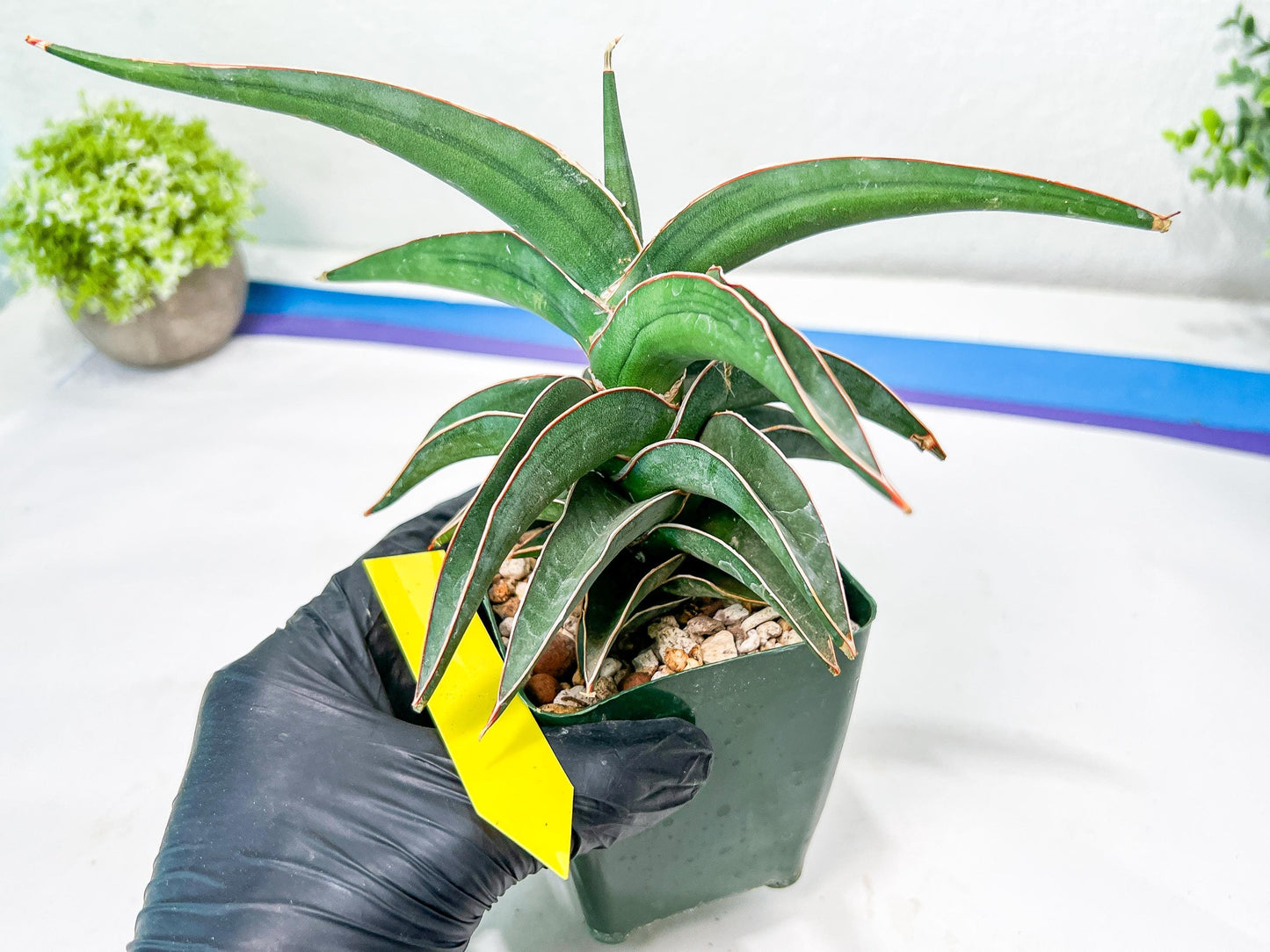 Sansevieria lavranos (pink/yellow) | Imported Plants