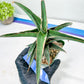 Sansevieria lavranos (Blue/Green) | Imported Plants