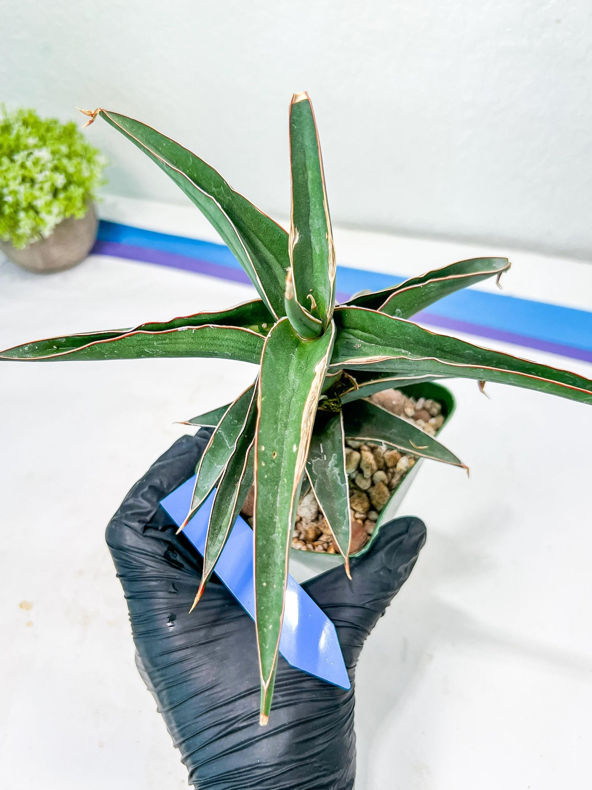 Sansevieria lavranos (Blue/Green) | Imported Plants