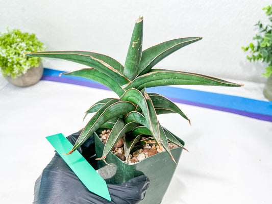 Sansevieria lavranos (Blue/Green) | Imported Plants