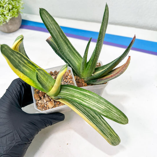 Gasteria White Ice Var | Imported Succulent