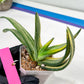 Gasteria White Ice Var | Imported Succulent