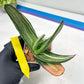 Gasteria White Ice Var | Imported Succulent