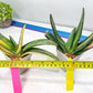 Gasteria White Ice Var | Imported Succulent