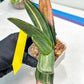 Gasteria White Ice Var | Imported Succulent