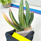 Gasteria White Ice Var | Imported Succulent