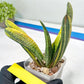 Gasteria Battesiana Black | Imported Succulent | rare species