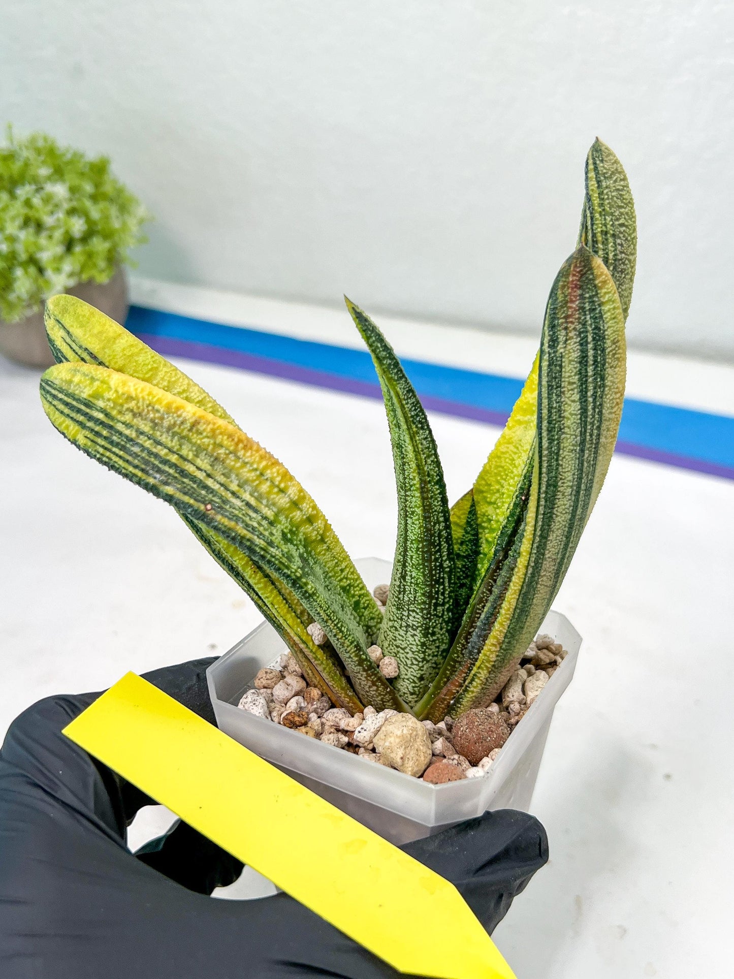 Gasteria Battesiana Black | Imported Succulent | rare species