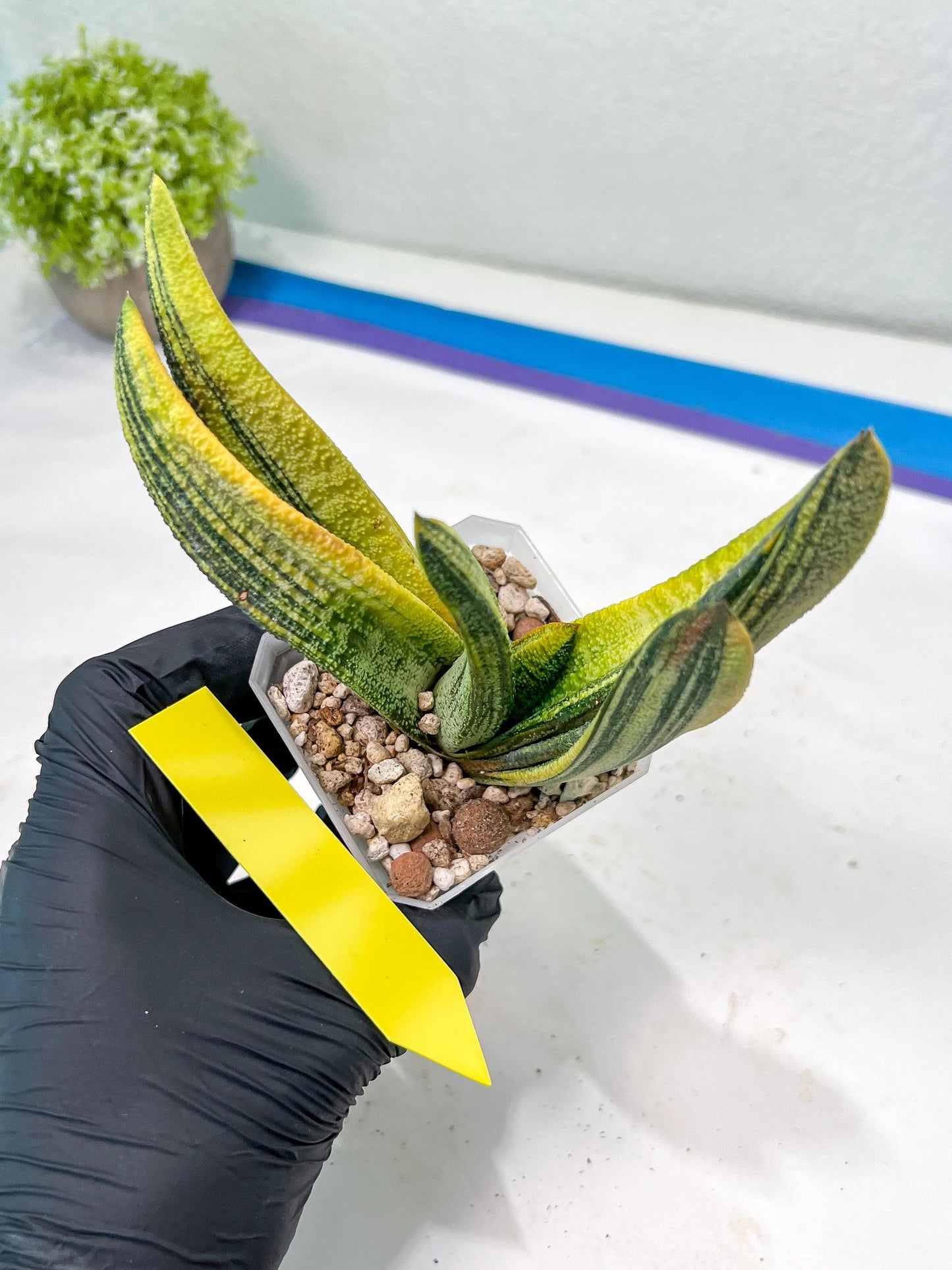 Gasteria Battesiana Black | Imported Succulent | rare species