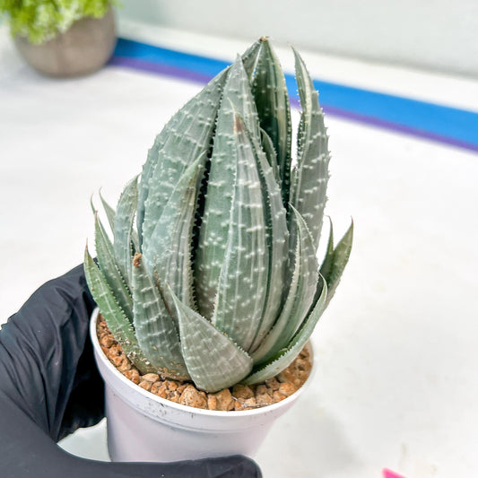 Gasteraloe beguinii Silver variegata | Rare Import