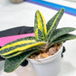 gasteria fujimini | Imported Succulent | rare species