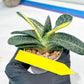gasteria fujimini | Imported Succulent | rare species