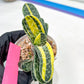 gasteria fujimini | Imported Succulent | rare species