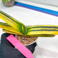 gasteria cariienatta | Imported Succulent