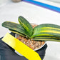 gasteria cariienatta | Imported Succulent