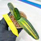 gasteria cariienatta | Imported Succulent