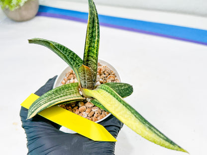 Gasteria Battesiana Yellow | Imported Succulent