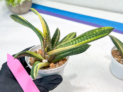 Gasteria Battesiana Yellow | Imported Succulent
