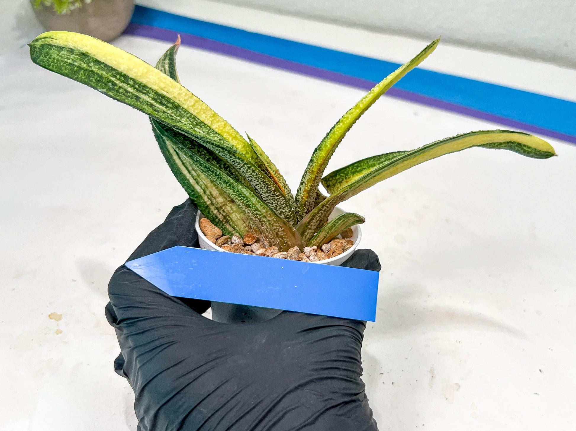 Gasteria Battesiana Yellow | Imported Succulent