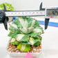 Agave Oihiraijn White | Imported Succulent | rare species