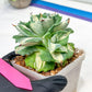 Agave Oihiraijn White | Imported Succulent | rare species
